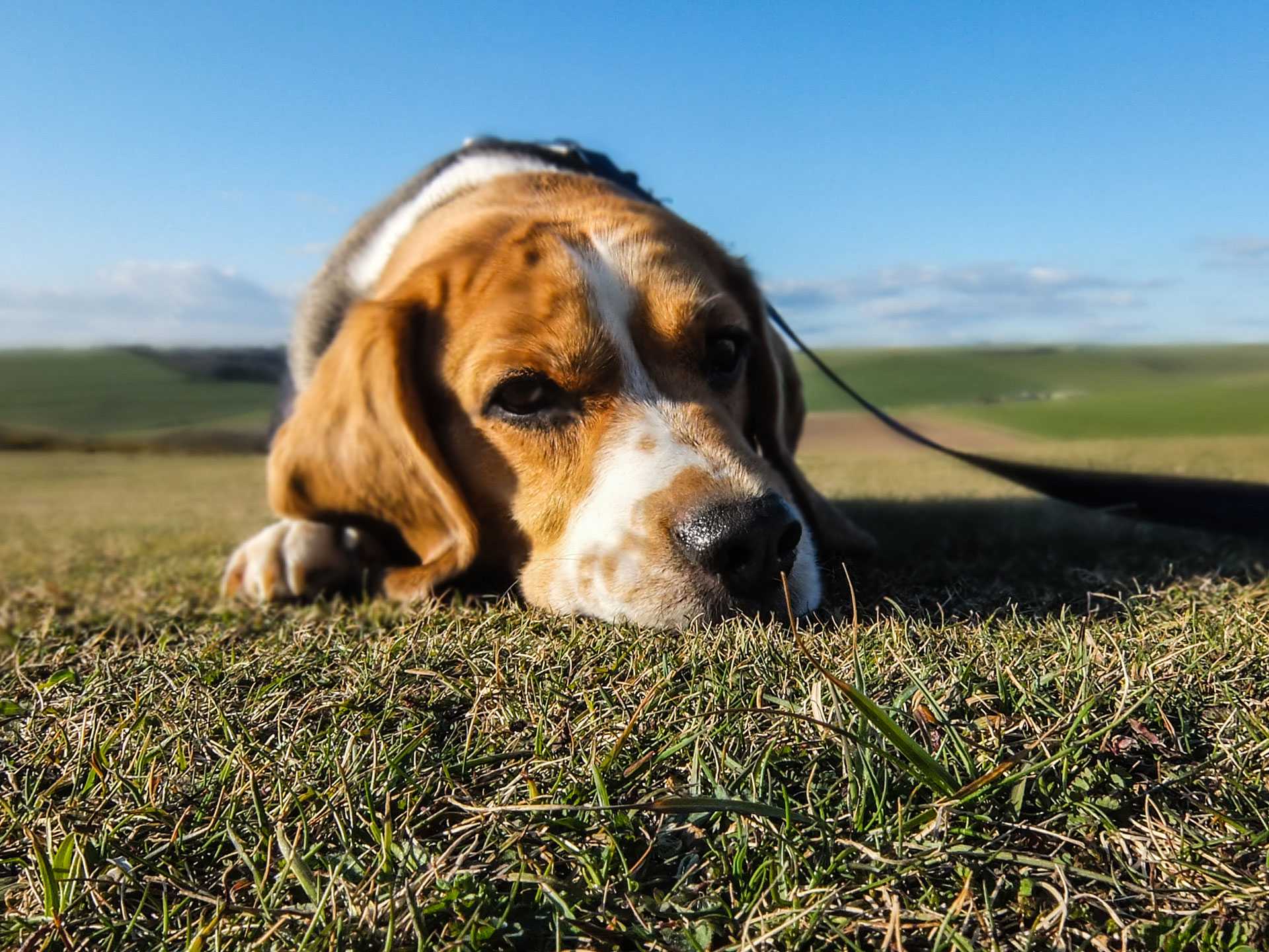 animal-dog-pet-sad_compressor